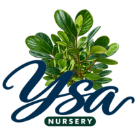 ysanursery.com